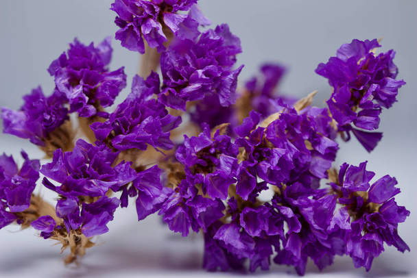 Macro view of beautiful dried purple statice (limonium) flower blossoms - Photo, Image