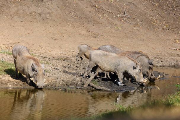El jabalí común (Phacochoerus africanus) una manada de cerdos en el agua
 - Foto, Imagen