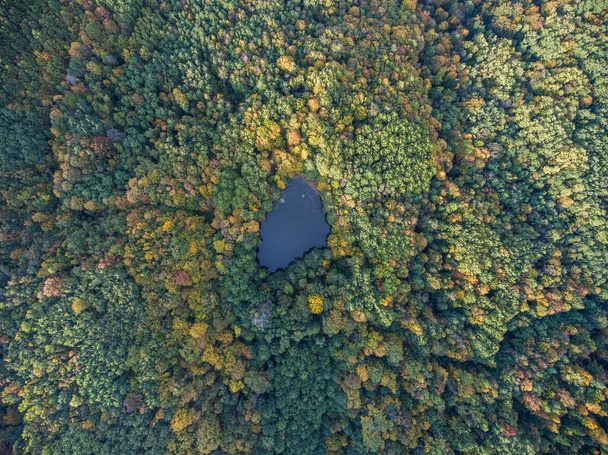 Aerial top view. Autumn landscape. Wild forest lake. - Fotoğraf, Görsel
