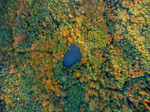 Aerial top view. Autumn landscape. Wild forest lake in Russia. - Foto, imagen