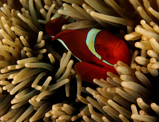 Spinecheek Anemonefish - Fotó, kép