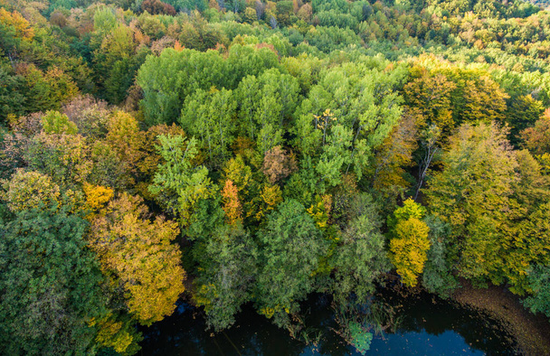 Aerial view. Wild lake in the shadow of hornbeam trees. - Valokuva, kuva