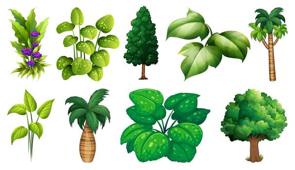 Soubor odrůd rostlin a stromů ilustrace - Vektor, obrázek
