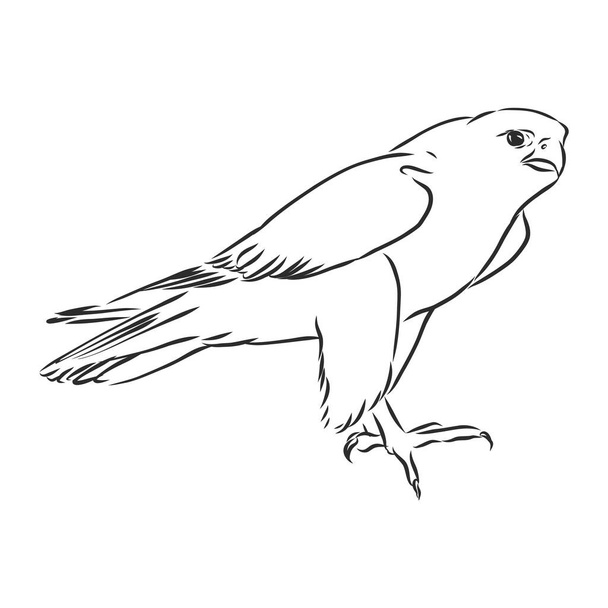 Siyah beyaz çizim. Dövme sanatı için kuş çizimi. Sırtındaki dövme için ayrıntılı el çizimi kartalı. Falcon kuşu, vektör çizimi çizimi - Vektör, Görsel