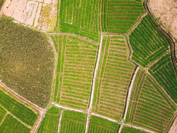 Aerial view from flying drone of Field rice with landscape green pattern nature background, top view field rice - Photo, Image