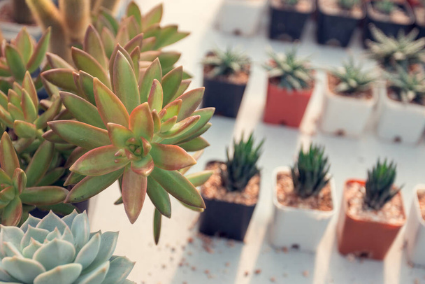 Tuinieren in het huis en decoreren tips die mensen zullen inspireren om koele handen over de hele wereld, het planten van een kleine cactus in het huis. - Foto, afbeelding