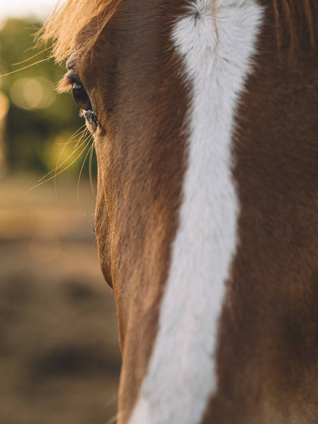 Horse face Free Stock Photos, Images, and Pictures of Horse face