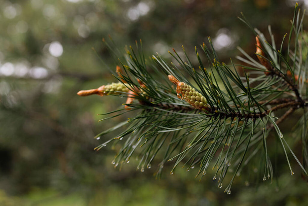 Ramo di pino con giovani germogli. Una conifera in giardino. Pino nella foresta polacca
 - Foto, immagini