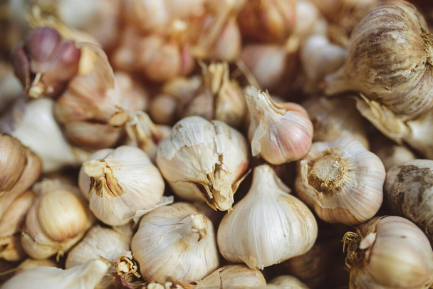 Freshly harvested pile of garlics drying in organic vegetable greenhouse - Zdjęcie, obraz