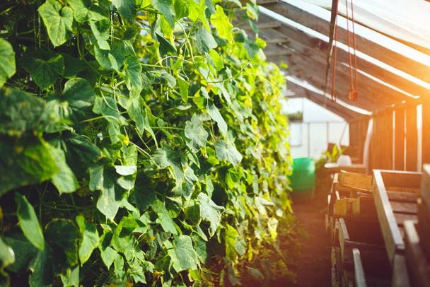 Natural cucumber greenhouse. Beautiful ripe and green cucumbers grown in a greenhouse - Valokuva, kuva