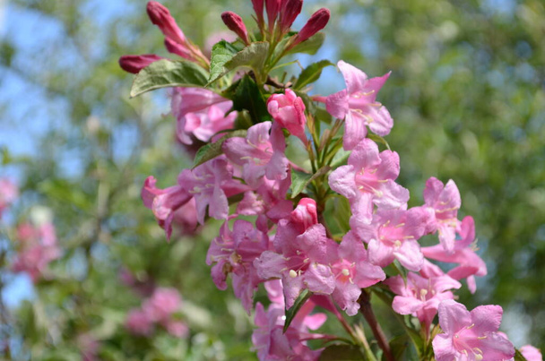kwitnące wiosną Weigela kwiaty w ogrodzie - Zdjęcie, obraz