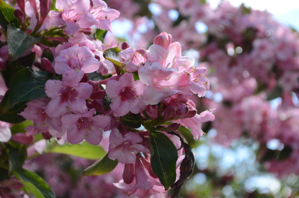 florescendo na primavera Weigela flores no jardim
 - Foto, Imagem