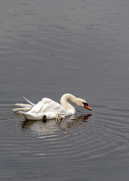 Cisne reflejándose en el agua en un día lluvioso
. - Foto, imagen