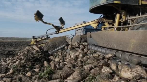 Piles of sugar beets on the field. Self-propelled machine for cleaning and loading sugar beet from the clamp at the edge of the field to a truck on the road. Ropa - Footage, Video