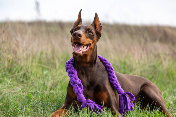 Um cão feliz marrom Doberman dobermann está deitado em um campo com uma corda de brinquedo roxo em seu pescoço. Orientação horizontal
. - Foto, Imagem