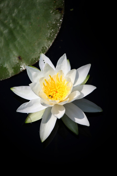 Water Lily - Foto, imagen
