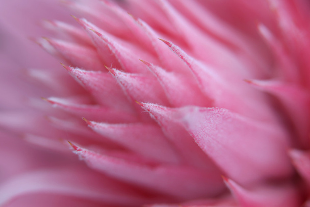 Details of Aechmea fasciata flower - Photo, Image