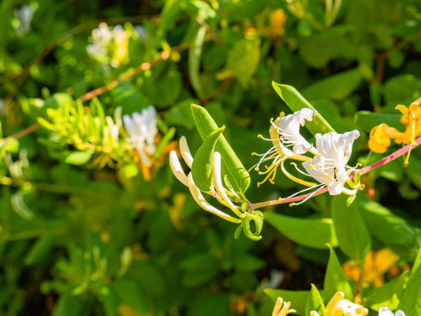 Schöne weiße Blüten einer Lonicera-Pflanze - Foto, Bild
