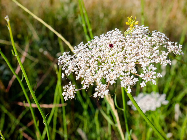 Białe kwiaty umbel należące do rośliny Daucus Carota (dzika marchewka) i czerwony kwiat w środku, który symuluje owada, aby przyciągnąć innych - Zdjęcie, obraz