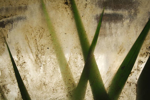 Fondo desenfocado con hojas de plantas a través del vidrio en el jardín botánico
. - Foto, imagen