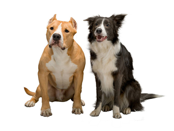 二匹の犬,友人,境界線の冠,黒と白とスタッフォードシャーテリア,孤立した白の背景に赤と白,スタジオライト - 写真・画像