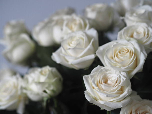 Greeting card. A large bouquet of white roses on a gray background. Place for text. - Fotografie, Obrázek
