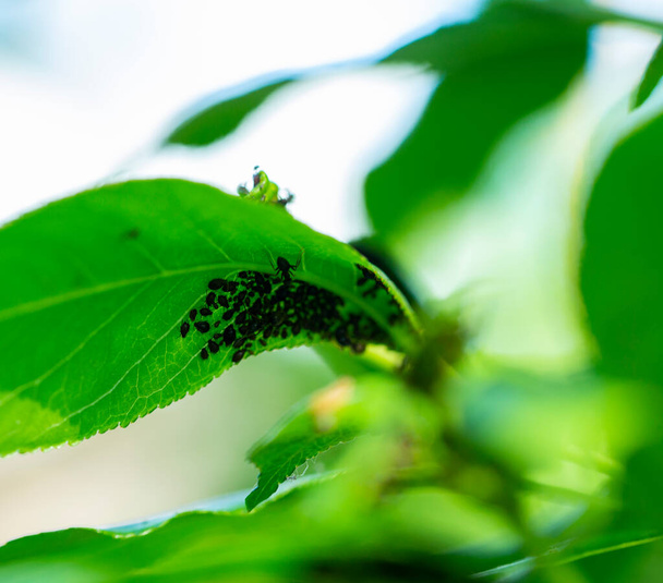 the plant is affected by aphids. ants monitor the work of aphids on green leaves - Valokuva, kuva