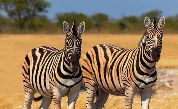 Дикие африканские животные. Африканские горные зебры, стоящие на лугу. Национальный парк Этоша. Намибия
 - Фото, изображение