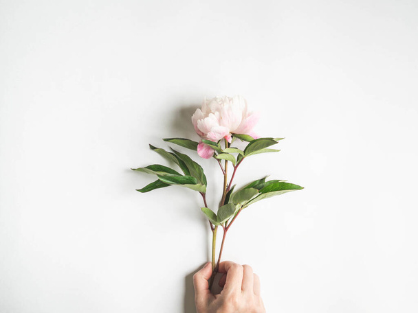 Ροζ παιώνι λουλούδι που απομονώνονται σε γυναίκες χέρι σε λευκό φόντο και ανοιχτό χώρο για κείμενο. Βοτανικό υπόβαθρο. Άνω όψη - Φωτογραφία, εικόνα