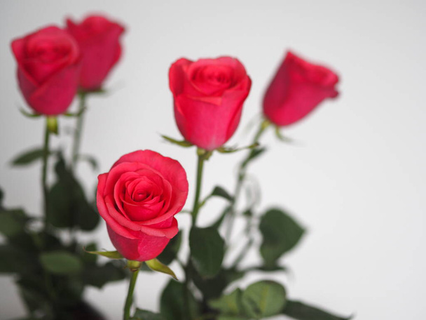 Place for congratulation text. Spring floral background. Red or pink roses on a gray light background. - Фото, зображення