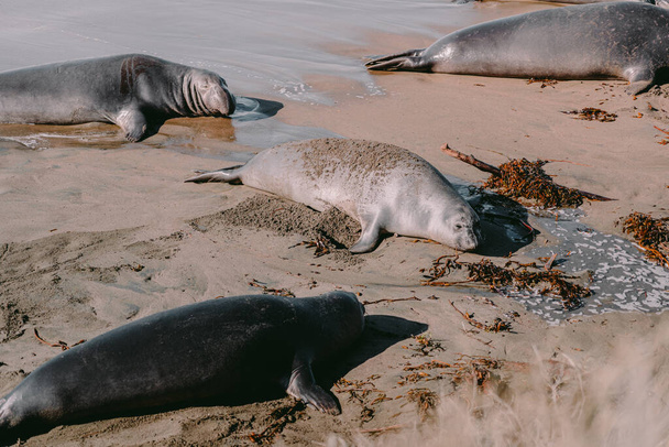 Merileijonat makaavat hiekkarannalla. Hylkeet lepäävät rannalla. Elefantin hyljehdyspaikka - Valokuva, kuva