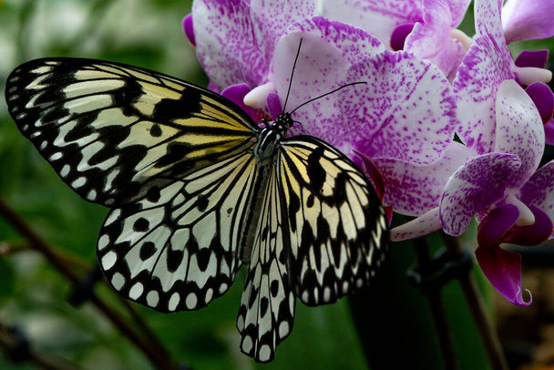 colorful flower and beautiful big butterfly - Photo, Image