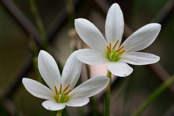 Un primer plano de un par de flores de Lirio Lluvia Blanca (Zephyranthes Candida), en plena floración en el jardín
. - Foto, Imagen
