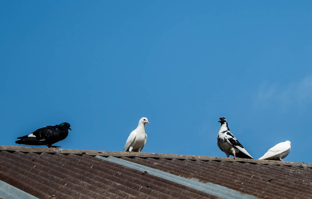 Pigeon birds standing together. Group of pigeons and the dove. - Fotó, kép