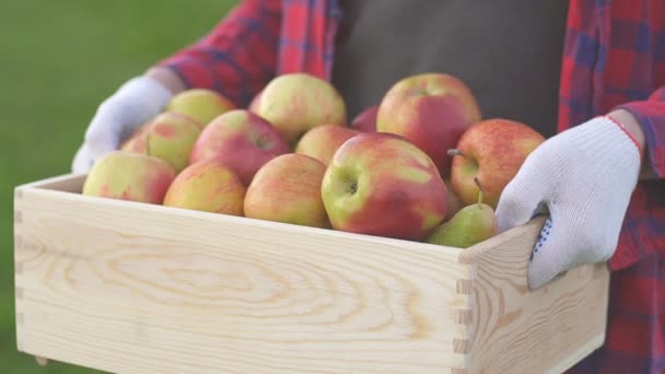 Közelkép egy frissen szüretelt gyümölcsöt tartó farmerről - Felvétel, videó