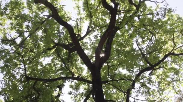 Przebłyski słońca między gałęziami drzew - Materiał filmowy, wideo