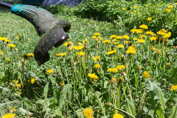 close view on a lawn mower that mows a field of dandelions. fight against harmful plants in summer and protect your health from allergies. space for text - Photo, Image