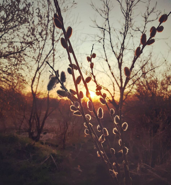 Vrbové větve a západ slunce - Fotografie, Obrázek