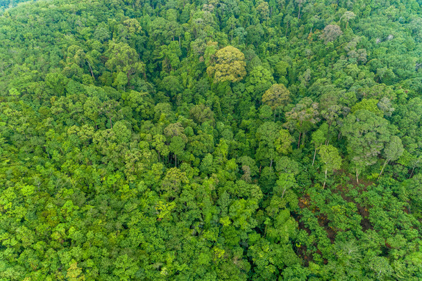 Vista aérea de ángulo alto arriba abajo árboles de la selva tropical Ecosistema y ambiente sano fondo Hermosa imagen increíble naturaleza para el fondo - Foto, Imagen
