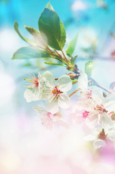 jarní větev s bílými květy - Fotografie, Obrázek