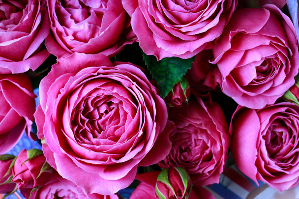 A beautiful pink roses background. Graphic resources - Valokuva, kuva