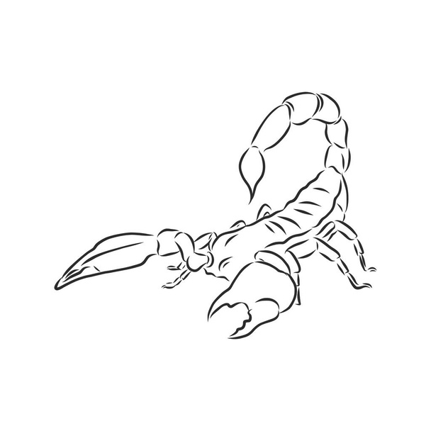 Ręcznie rysowany szkic skorpiona. Retro realistyczne zwierzę odizolowane. Klasyczny tatuaż. Projekt graficzny linii doodle. Projekt tatuażu. Czarno-biały skorpion rysunkowy. Ilustracja wektora. - Wektor, obraz