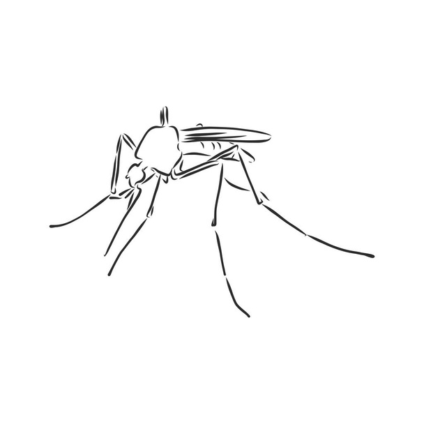 Käsin piirretty hyttynen. Vektoriesimerkki - Vektori, kuva