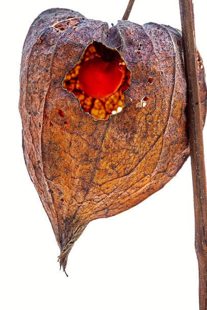 dried fruit of Physalis alkekengi with a view of the fruit - Φωτογραφία, εικόνα