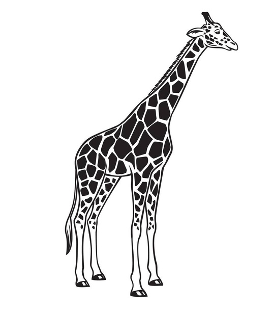 Giraffe vector, isolated black icon. Monohrome black animal illustration for design zoo. - Вектор,изображение