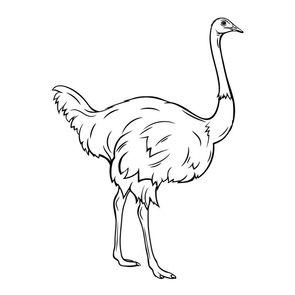 Outline ostrich icon. Hand drawn farm or zoo bird vector illustration. Retro style. - Vector, imagen