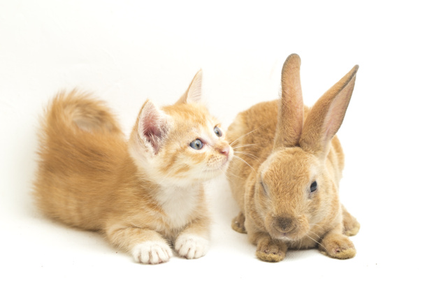 Una hermosa naranja gato gatito y naranja marrón lindo conejo divertidas posiciones. Retrato animal aislado sobre fondo blanco
. - Foto, Imagen