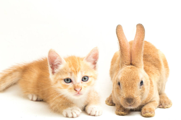 Un beau chat orange chaton et orange brun lapin mignon positions drôles. Portrait d'animal isolé sur fond blanc
. - Photo, image