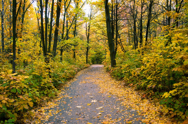 Pathway through the autumn forest - Foto, imagen
