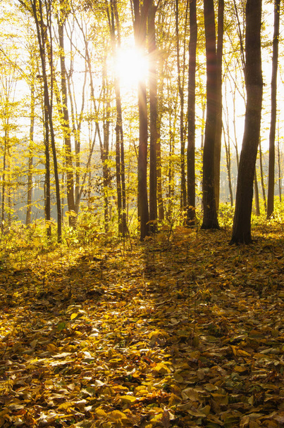 Piękny złoty jesienny krajobraz - Zdjęcie, obraz